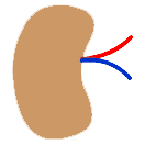 Nephrology